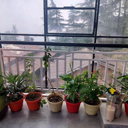 Tree Valley Homestay Chail Εξωτερικό φωτογραφία