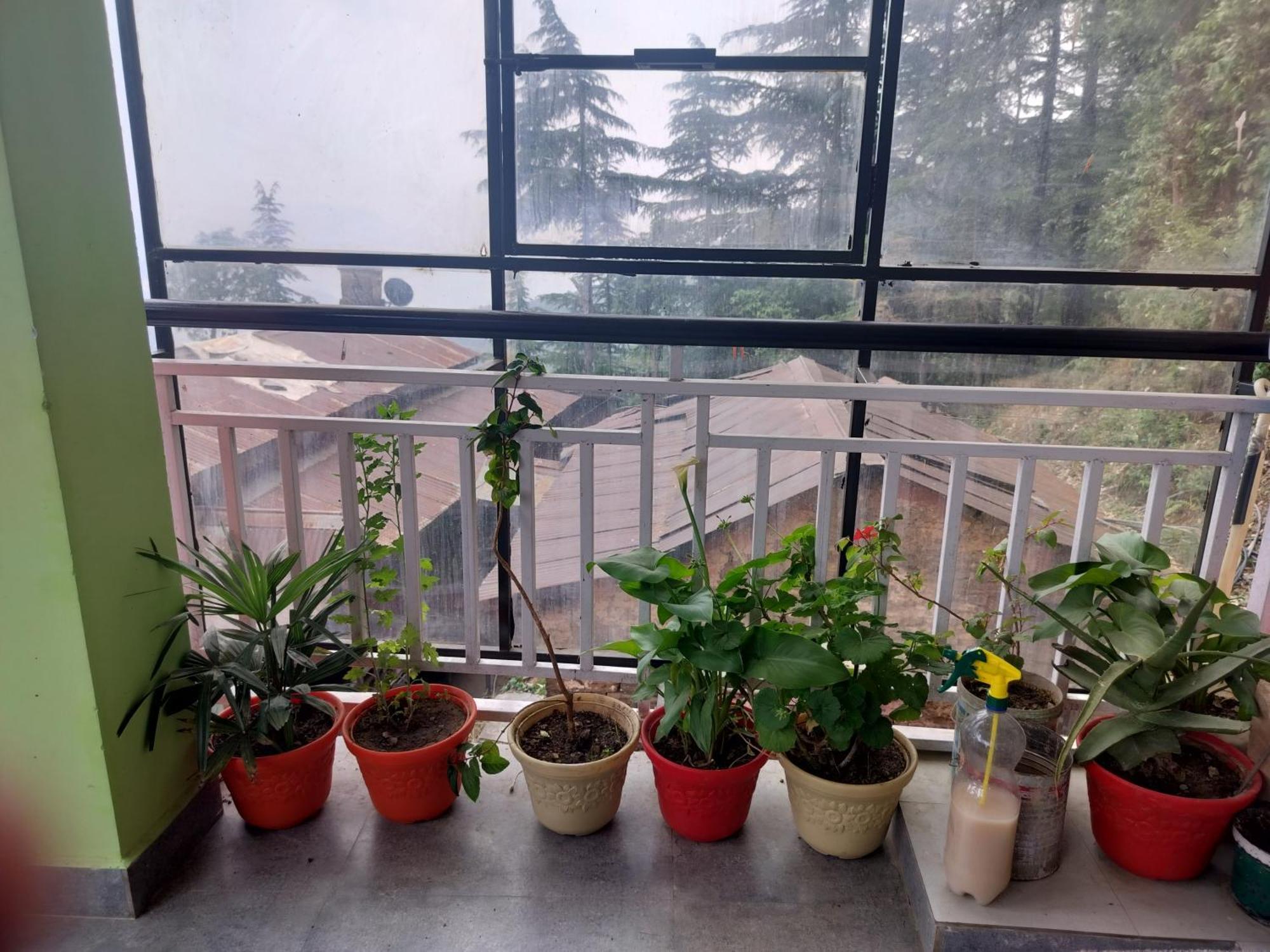 Tree Valley Homestay Chail Εξωτερικό φωτογραφία