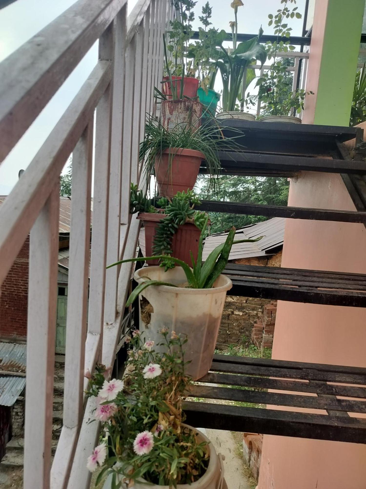 Tree Valley Homestay Chail Εξωτερικό φωτογραφία
