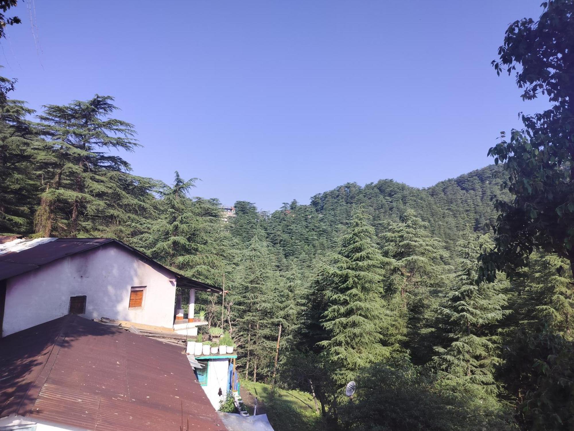 Tree Valley Homestay Chail Εξωτερικό φωτογραφία