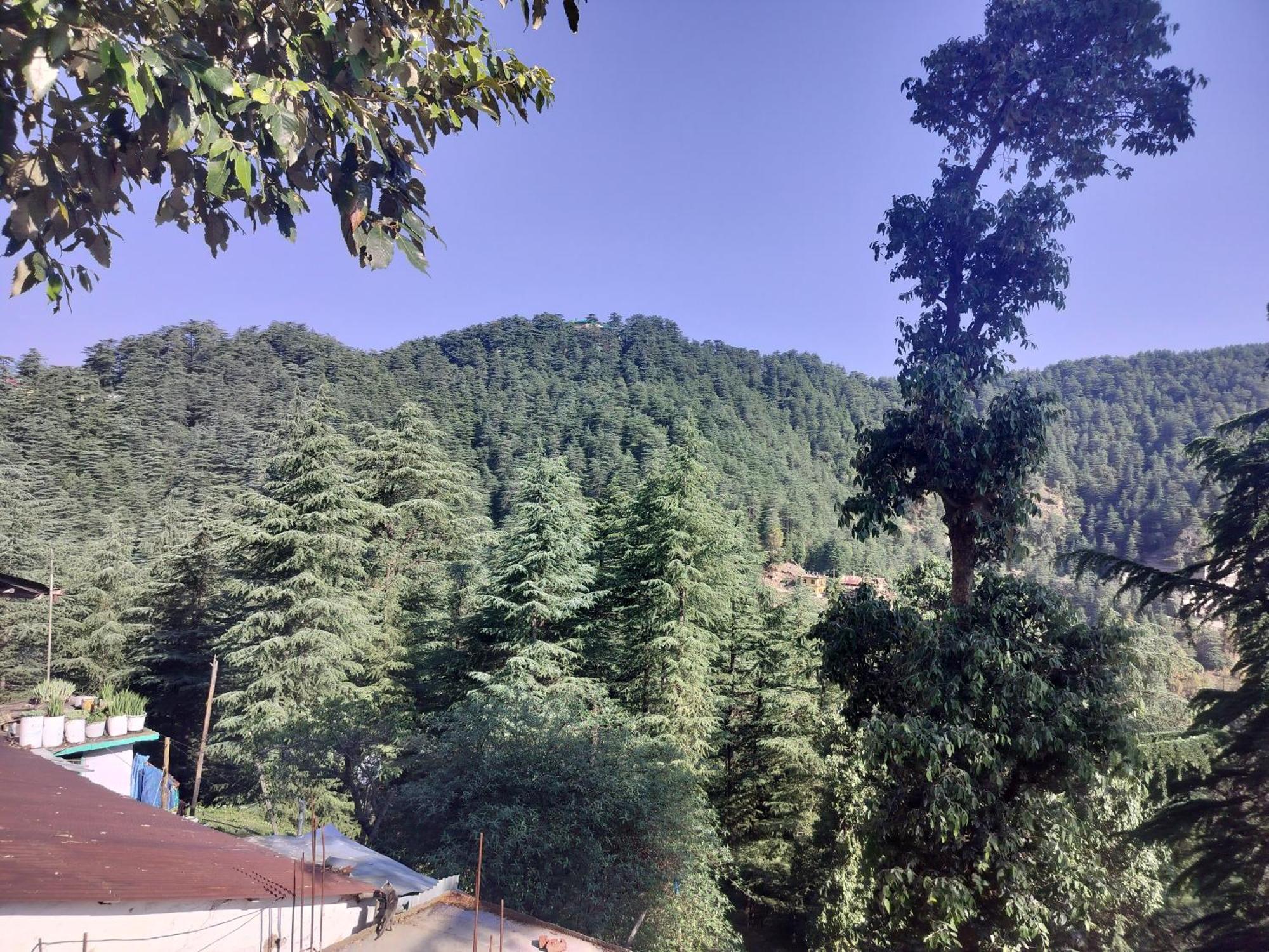 Tree Valley Homestay Chail Εξωτερικό φωτογραφία