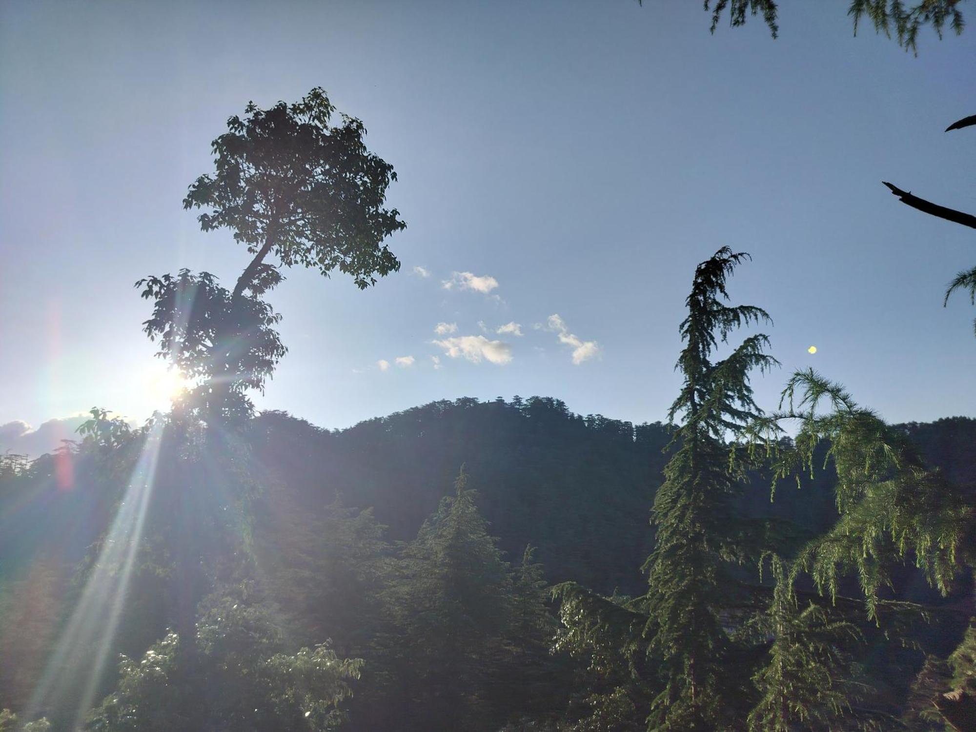 Tree Valley Homestay Chail Εξωτερικό φωτογραφία